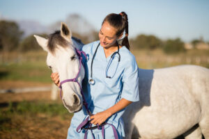 Buy elite/grand prix horse carefully; Read Before Buy Horse