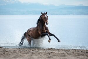 Learn to Calm Down Your Nervous Horse Before Show NorCordia