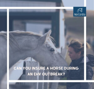 Read Our full article to know about saving issue of your horse – | NORCORDIA