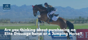 Elite Dressage - Elite Jumping Horses Explained in 4 Minutes