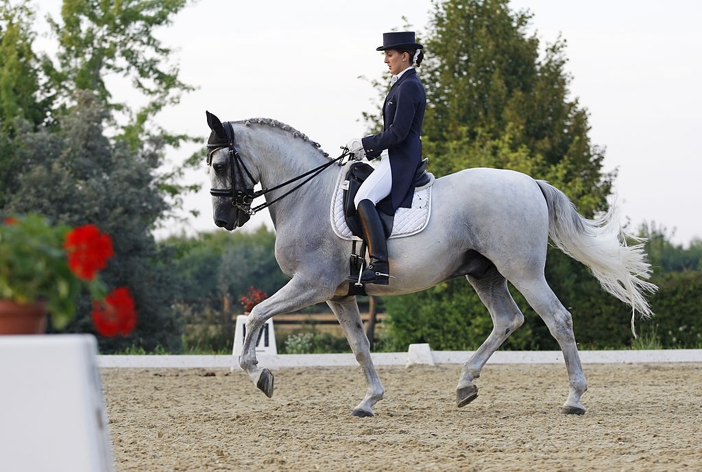 Elite Dressage & Elite Jumping Horses described in 3 Minutes