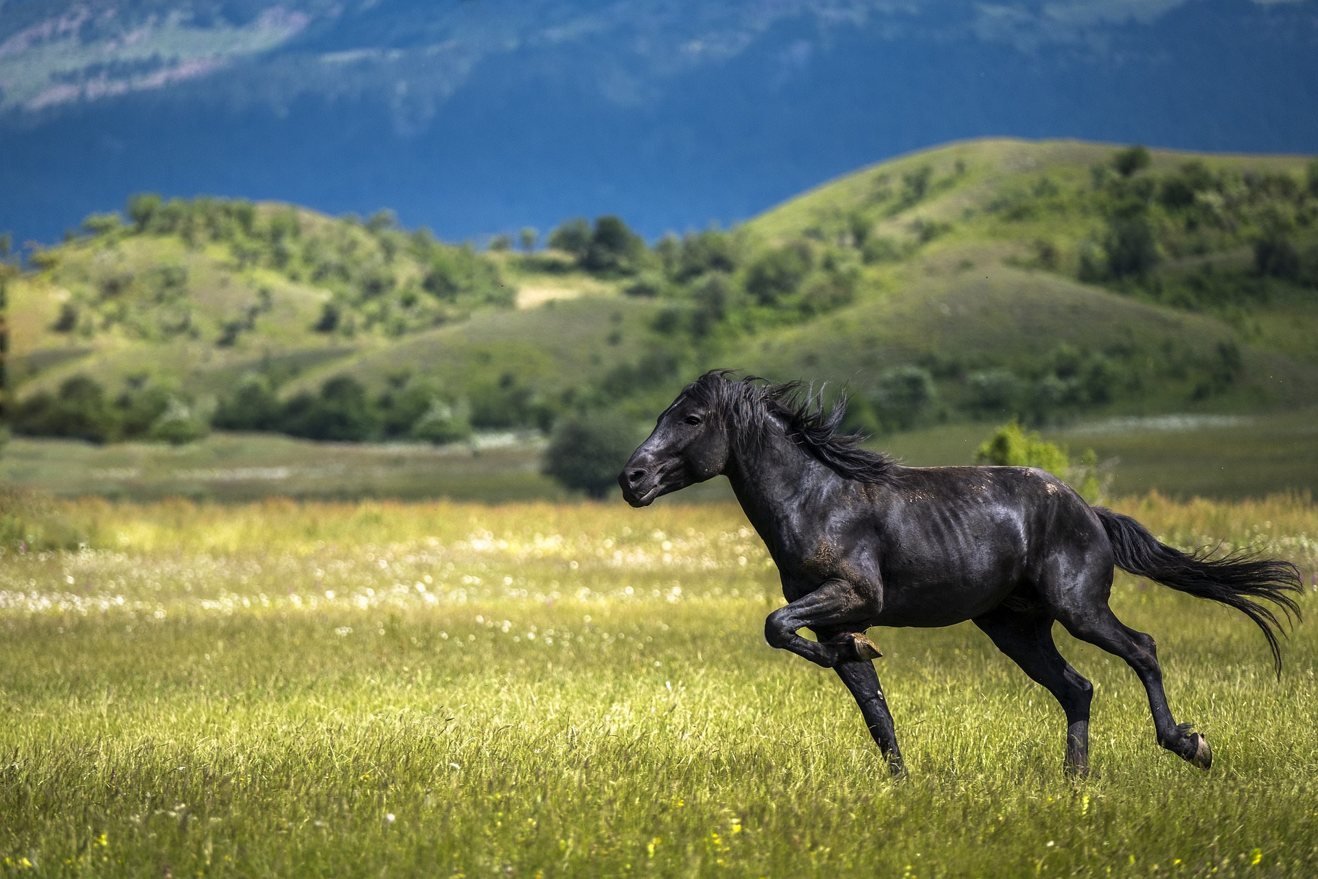 What we Learn from Horses