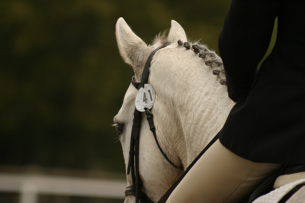 The Cost of Keeping a Horse