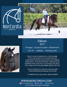 Choose the right NorCordia horse for you - Falcon