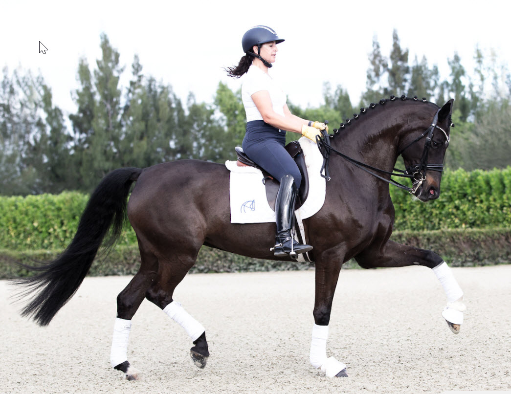NorCordia Prix St. George horses at Wellington Winter Festival