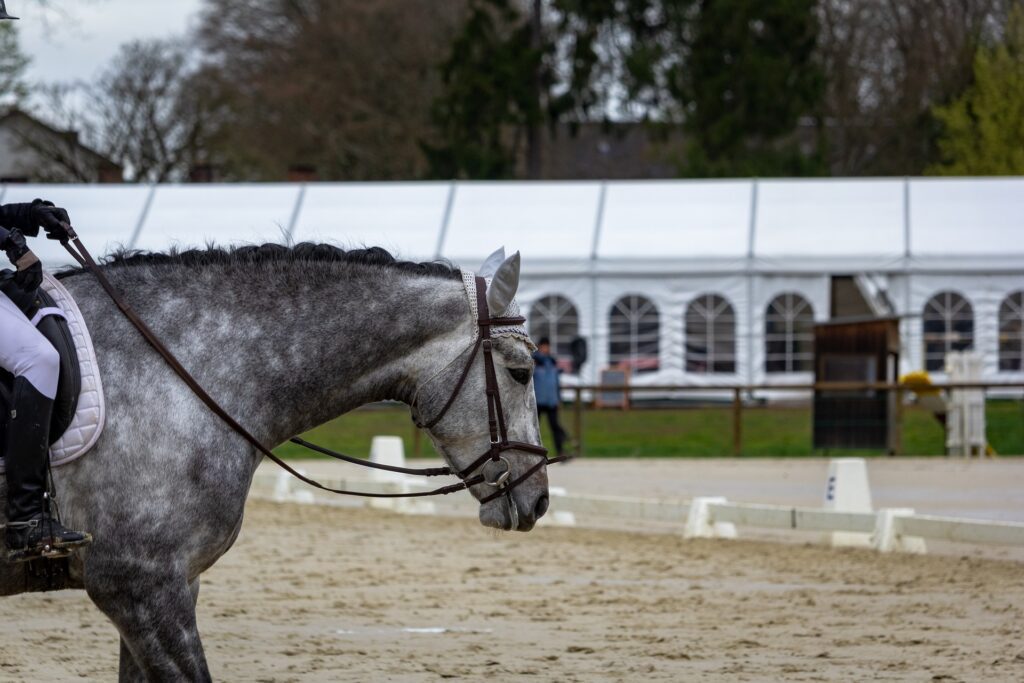 Importance of Consistency and Routine with Dressage Training - Cool Down NorCordia