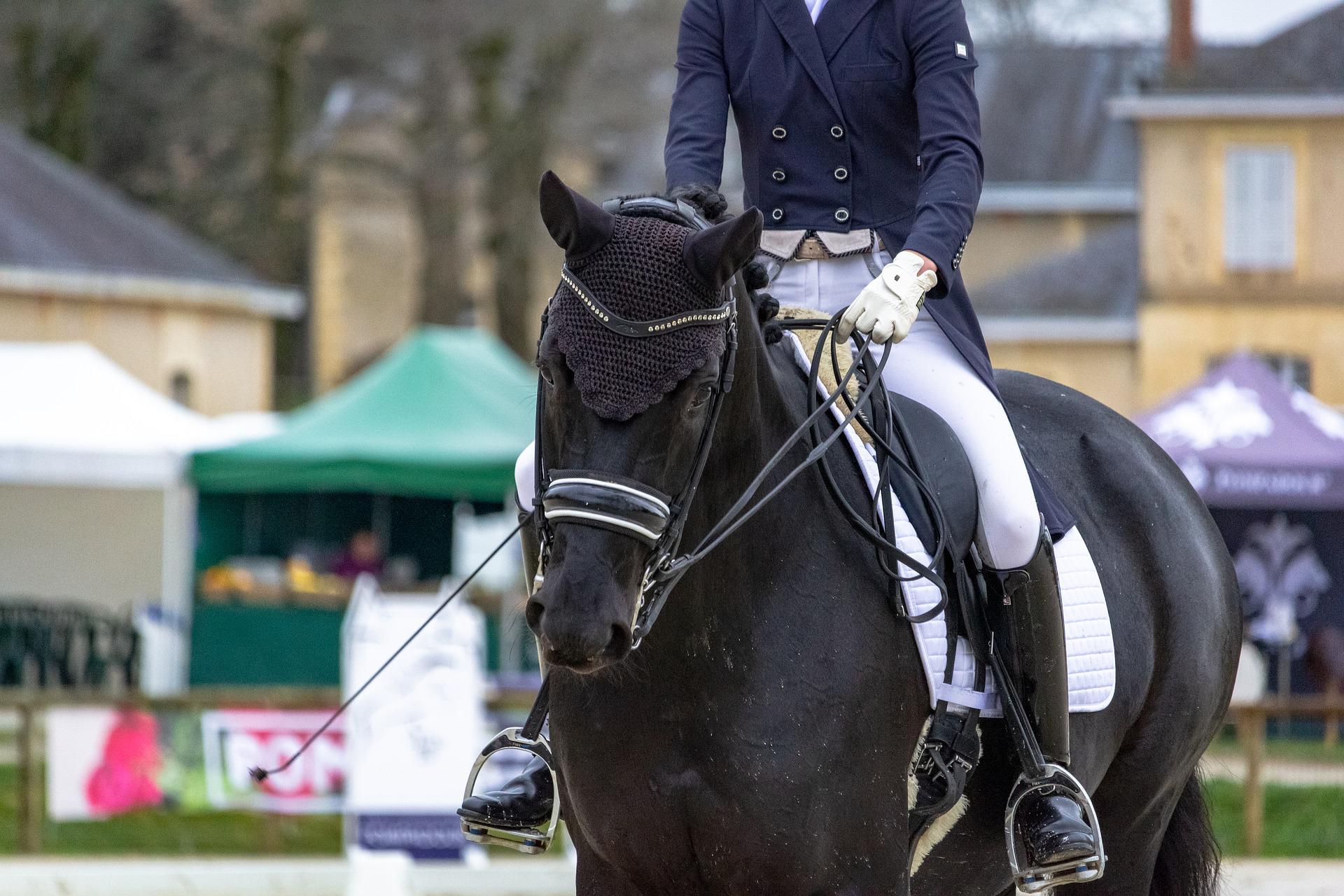 Importance of Consistency and Routine with Dressage Training