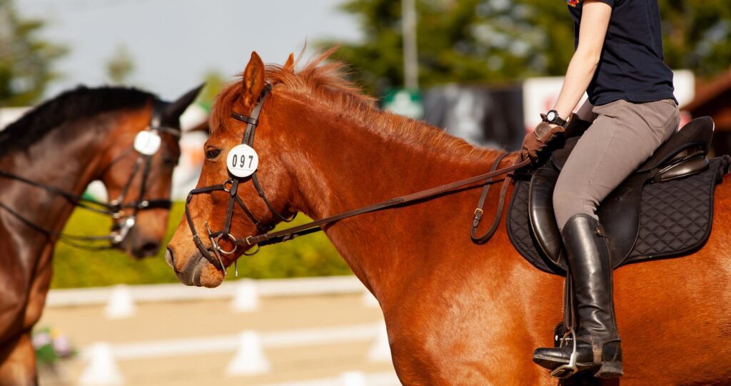 Importance of Consistency and Routine with Dressage Training - Warm up NorCordia
